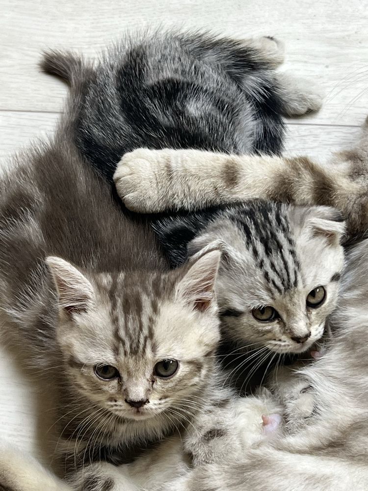 Продам котят чистокровные