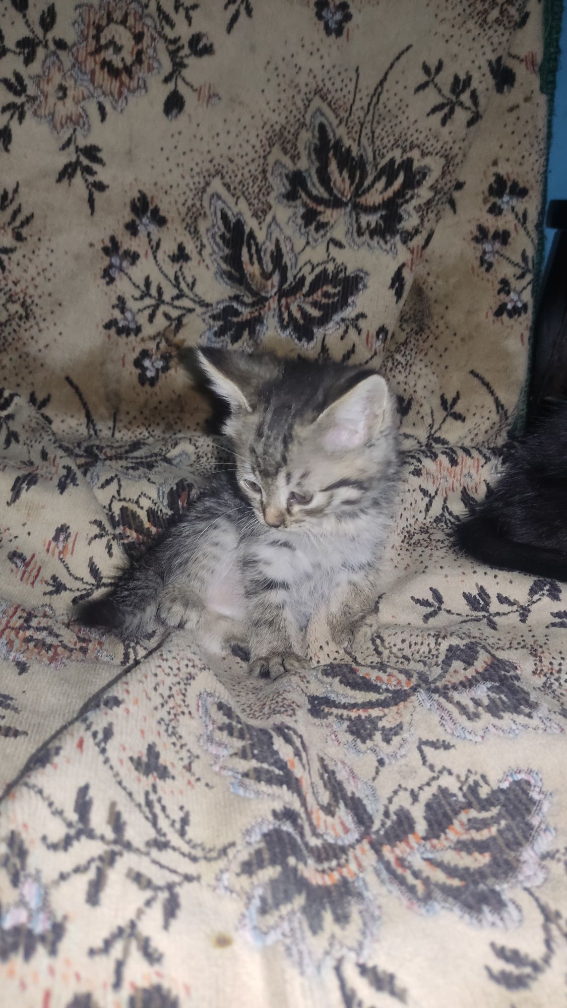 Отдам котят в хорошие руки.