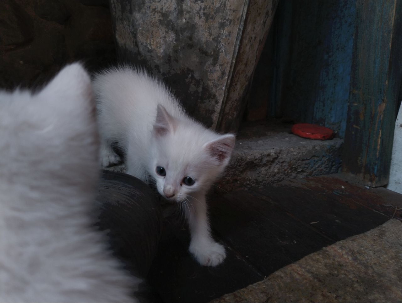 Бесплатные котята в добрые руки!!