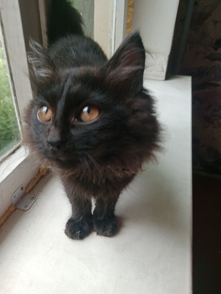 Котята в поисках дома
