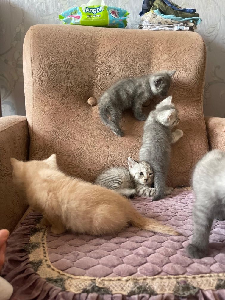 Котята в добрые ручки!