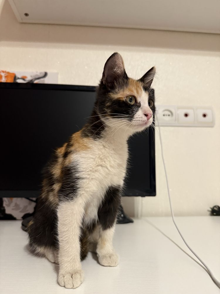 Отдам котенка в добрые руки!