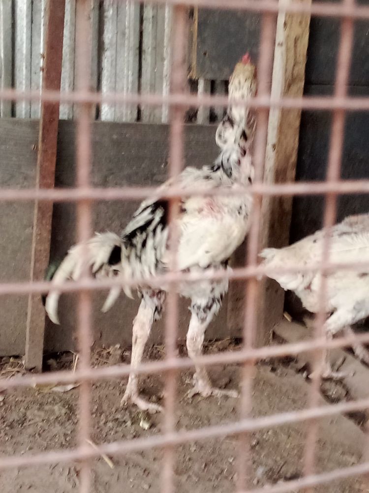 Продам пару даканов