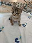 животные, котята