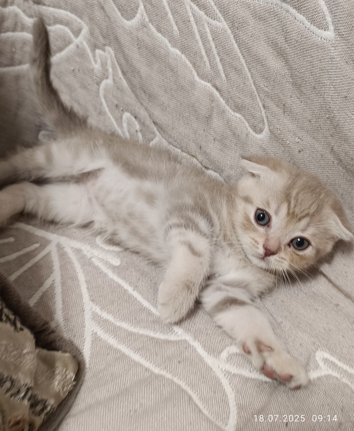 Котята шотландские