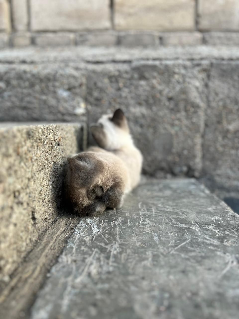 Отдаём в хорошие руки молодого котика.