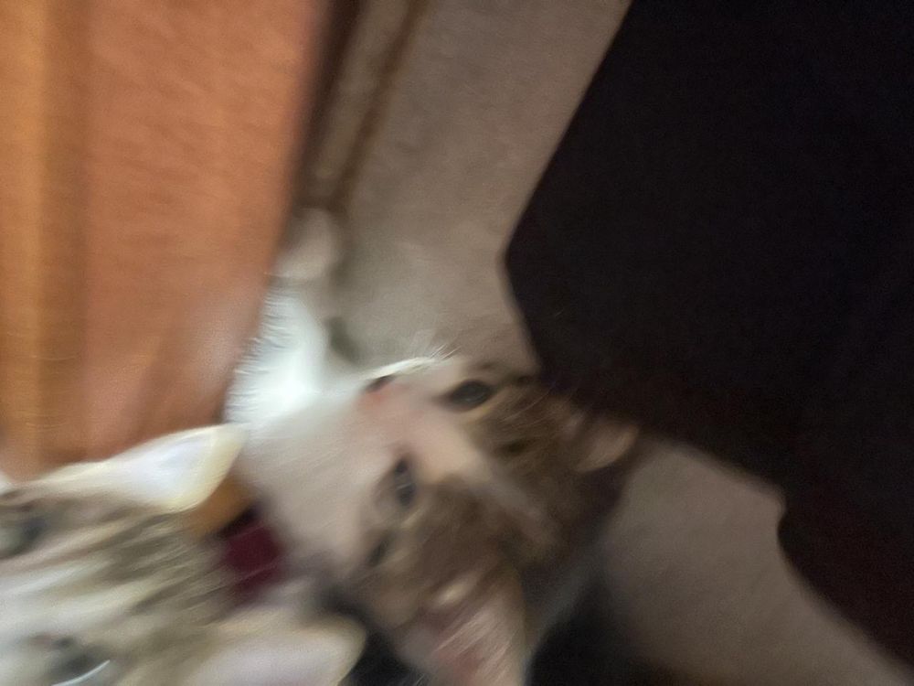 Котята бесплатно