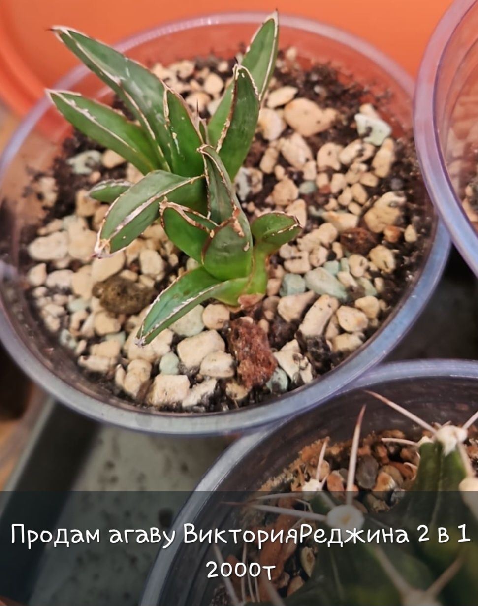 Продам комнатные растения