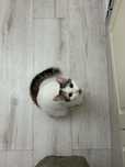 Кошка бесплатно