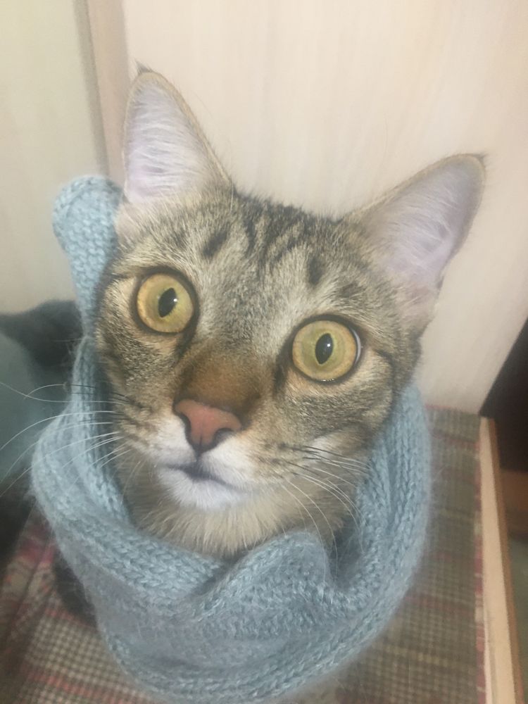 Кастрированный котик подросток ждёт любящую хозяйку