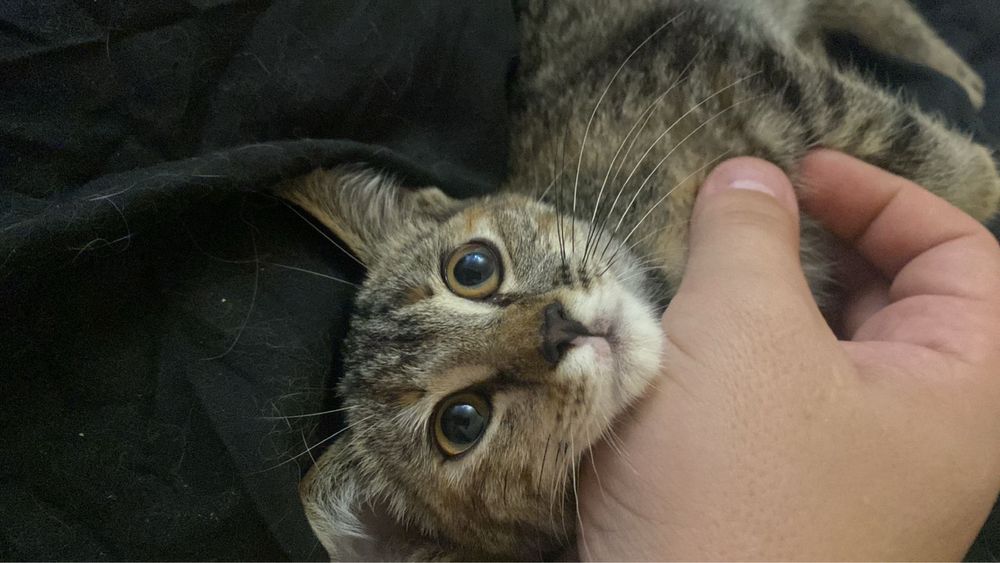 Котенок девочка ищет дом