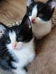 Котята в хорошие руки