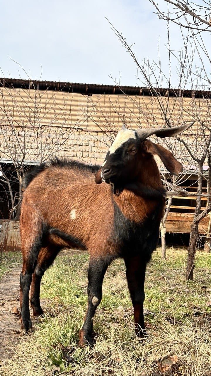Козёл Пакистанский
