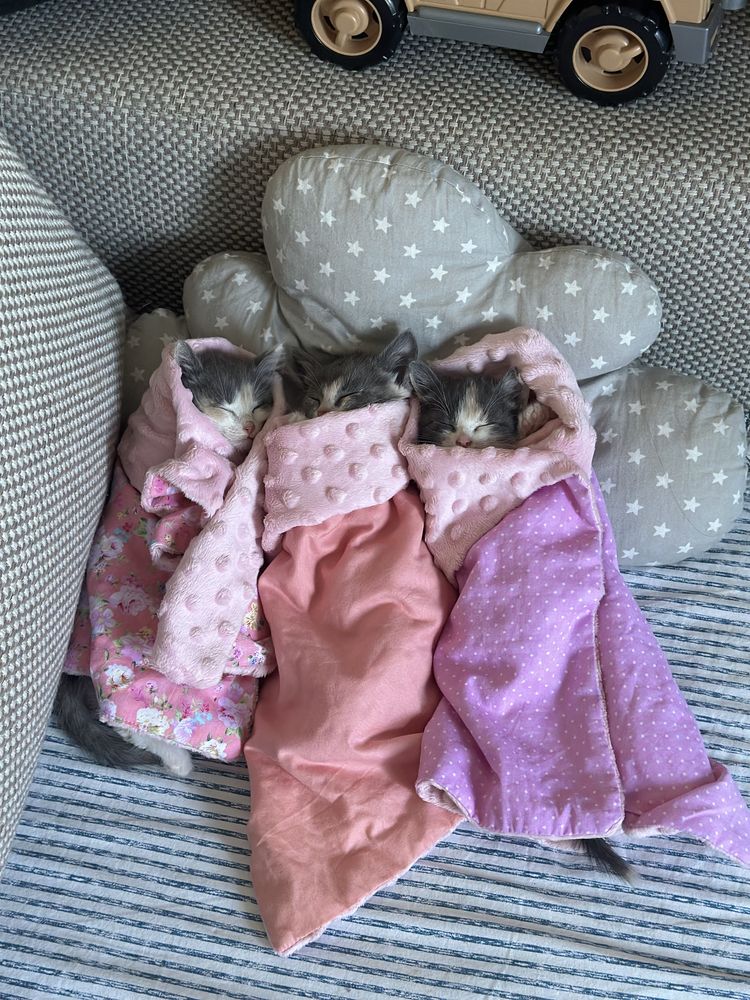 Котята в хорошие руки
