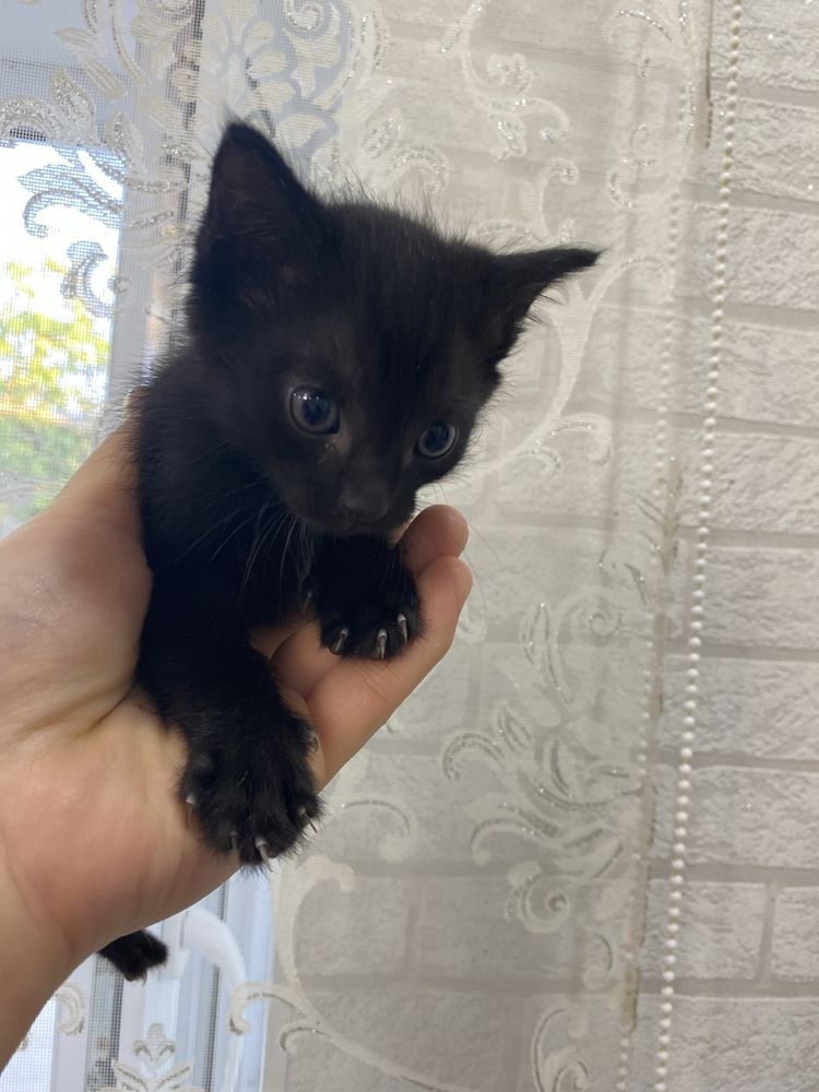 Котята  домашние Приучены к лотку