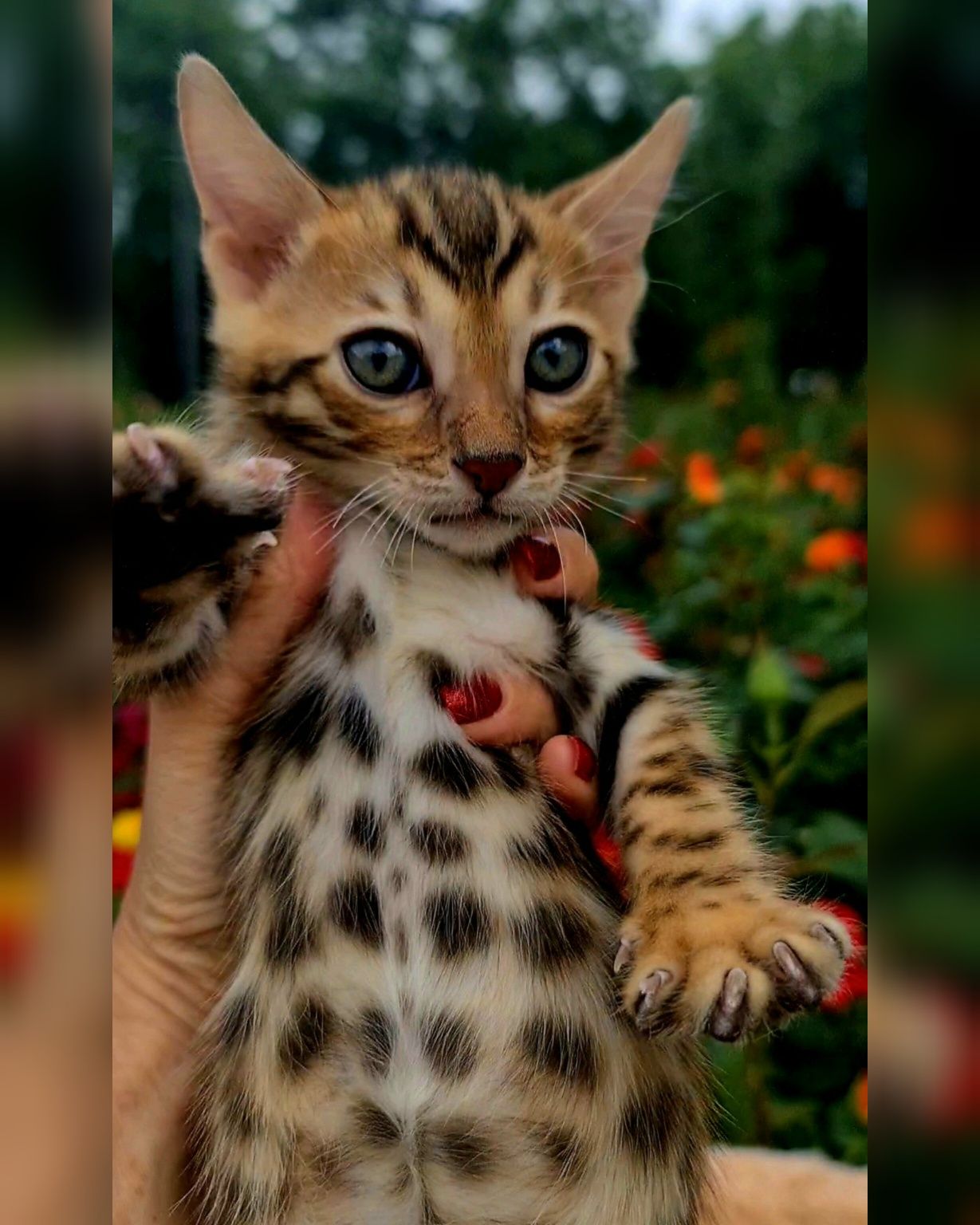 Бенгалы шоу класса