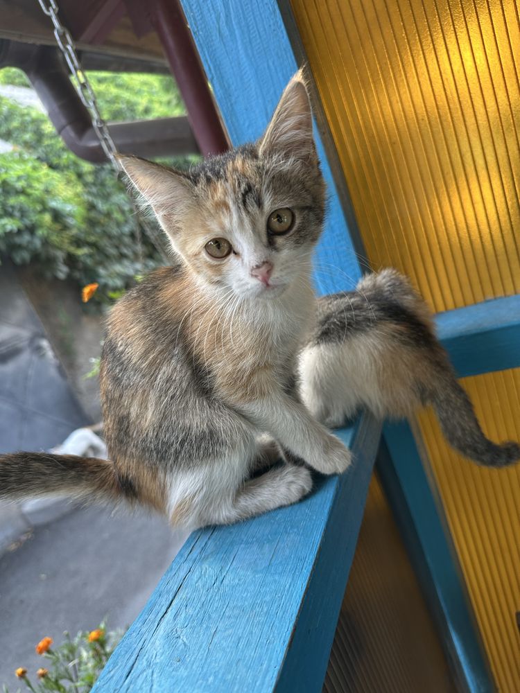 Котята в любящие руки