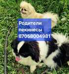 Щенки китайского пекинеса