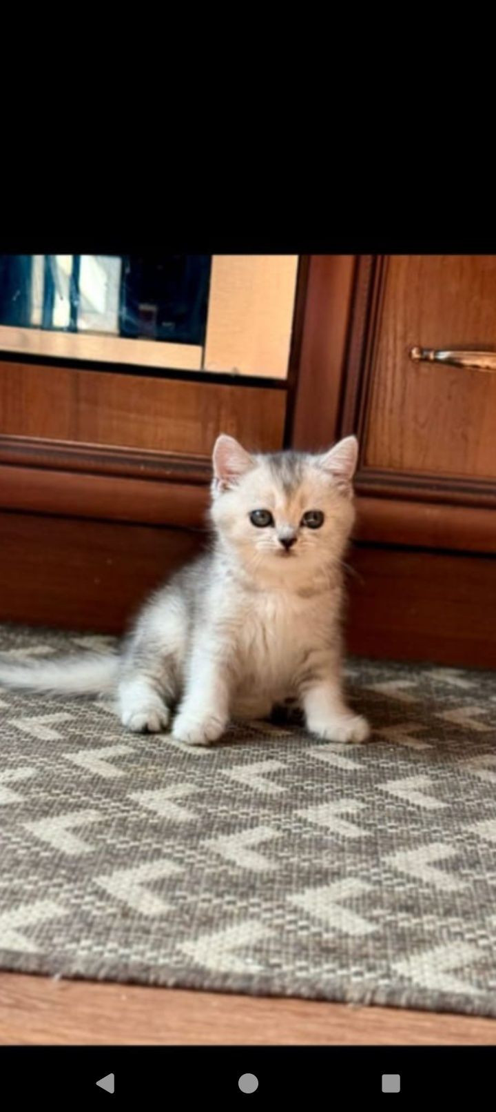 Продам шотландскую кошечку скотиш страйт с документами.