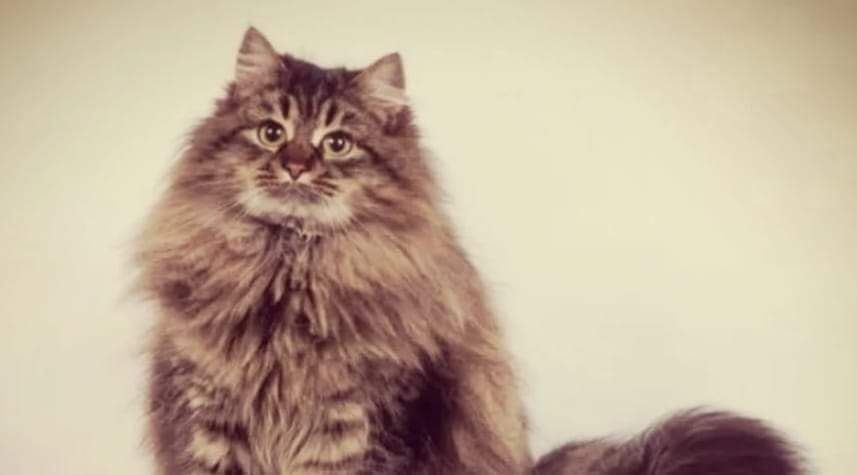 Красивые ВЗРОСЛЫЕ!!!  коты и кошки.  Стерилизованные