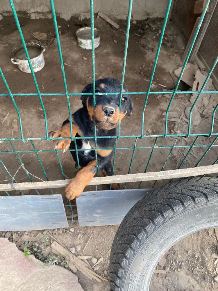 Продам щенка ротвейлер