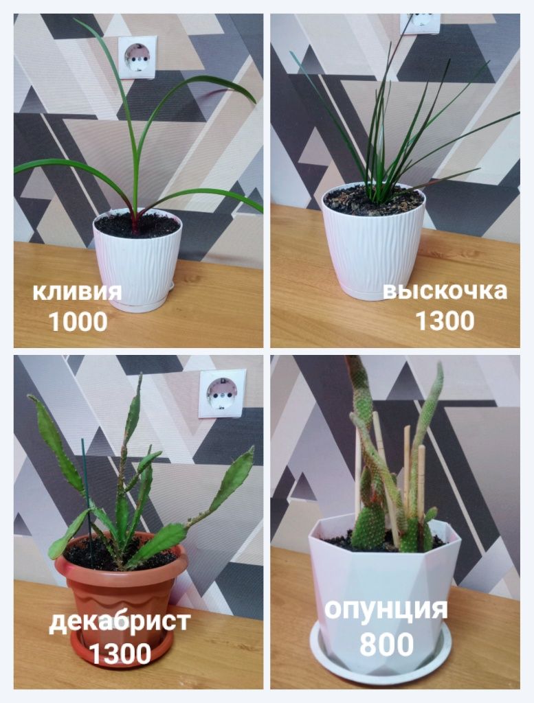 Срочно распрадаю комнатные растения