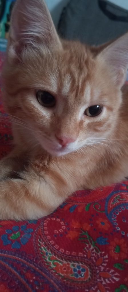 Отдам в хорошие руки. Котенок 3-4 месяца,мальчик