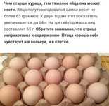Продам инкубационные яйца несушек