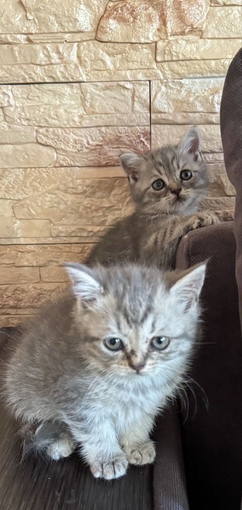 шотландские прямоухие котята