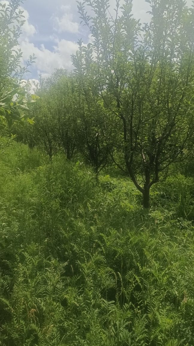 Продам участок с домом в малиновке