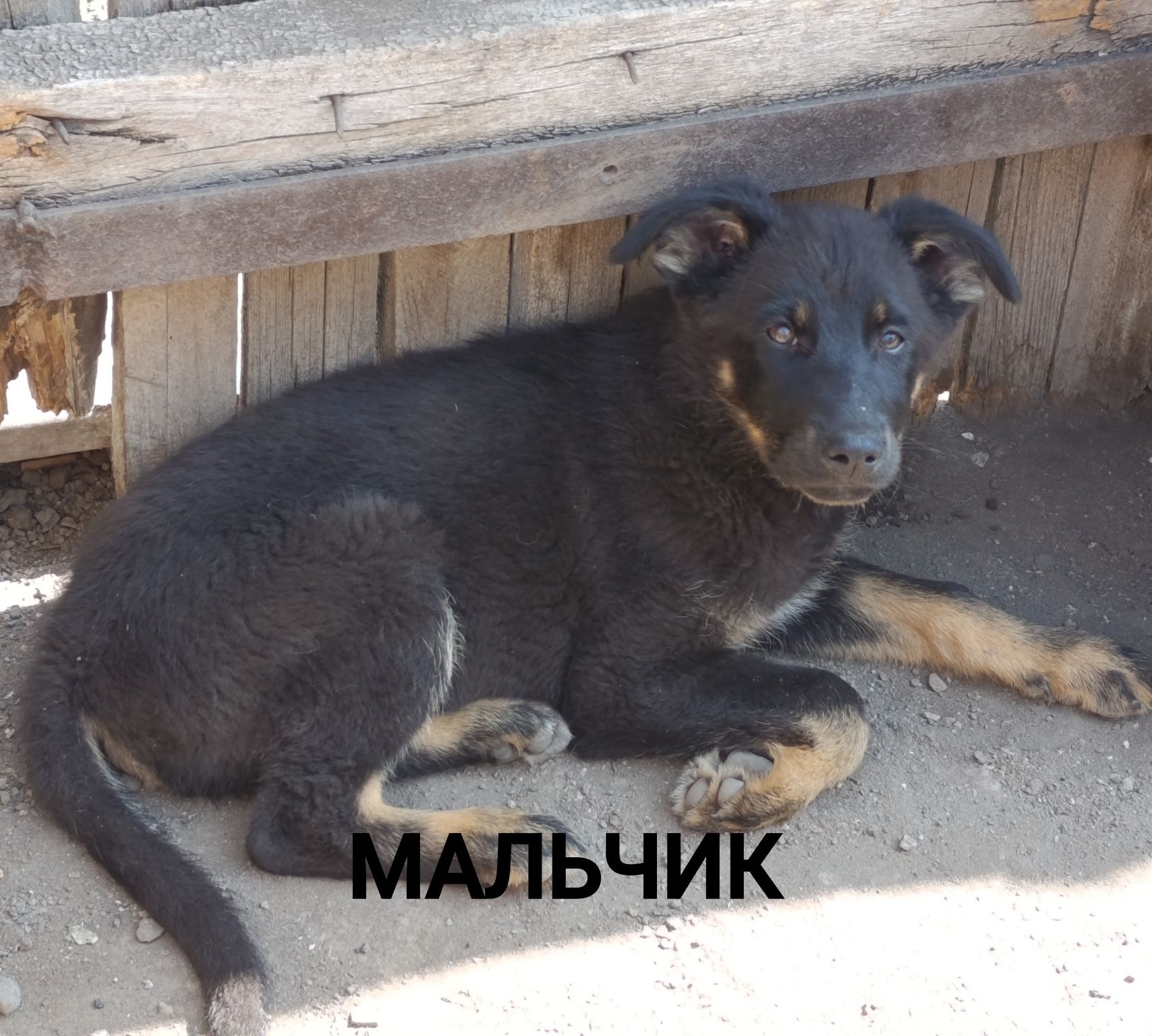 Замечательные щенки ищут дом