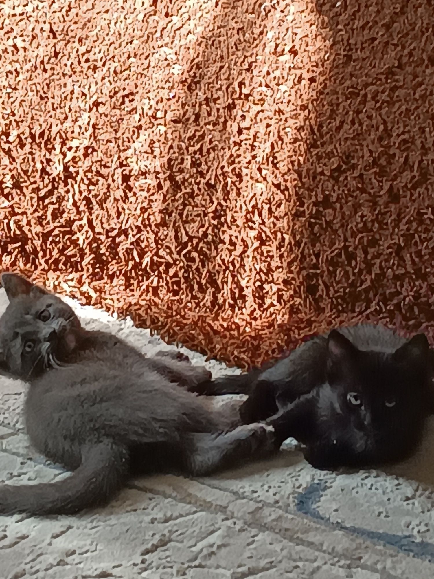 Отдам котят в хорошие руки