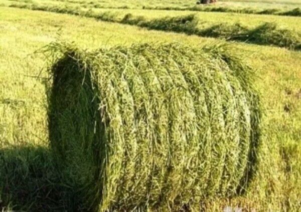 Продам семена эспарцета