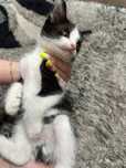 Скоттиш страйт шотландские