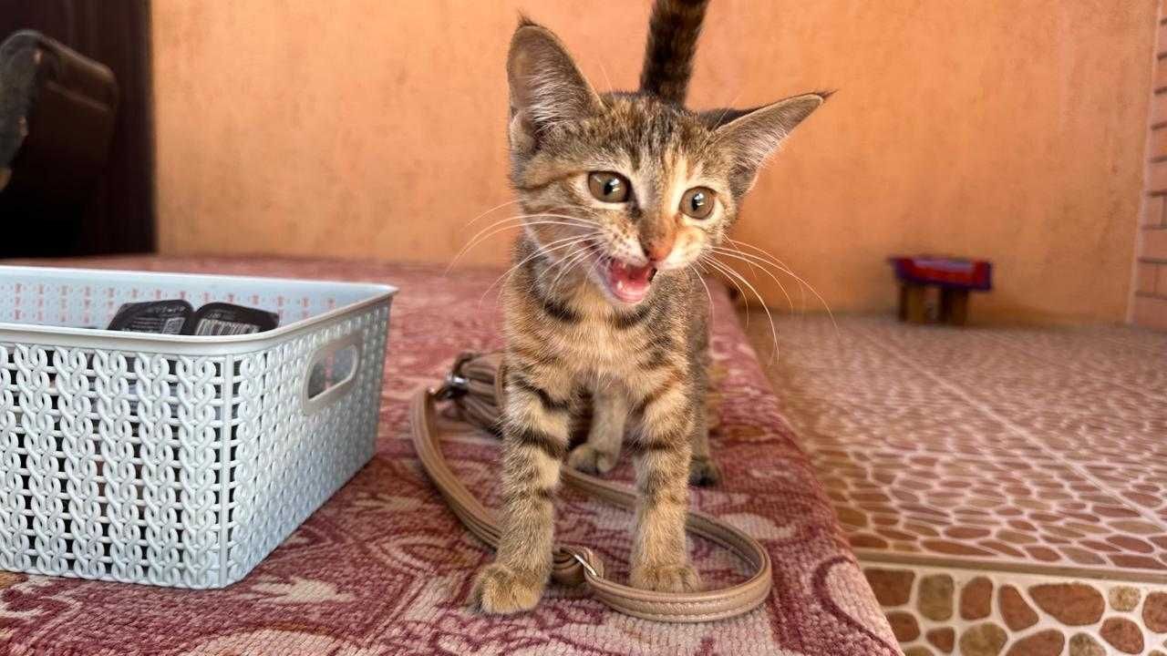 Маленький котенок в добрые руки