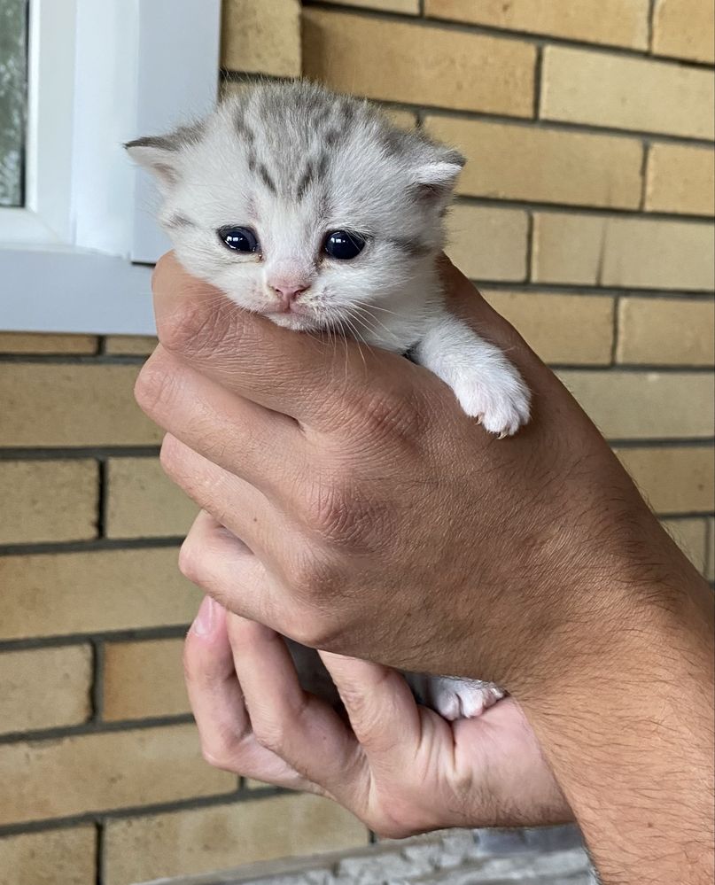 Продам Породистых Котят Шотландцы