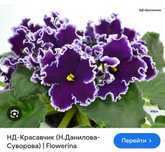 Детки сортовой фиалки НД-Красавчик