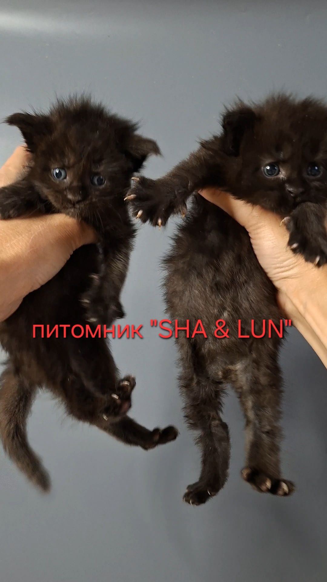 Мейн-куны из питомника.