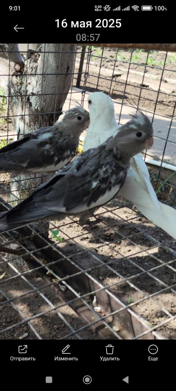 Попугайчата кореллы. Продам.
