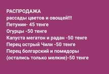 Продам рассаду помидор огурец перец капуста петунья