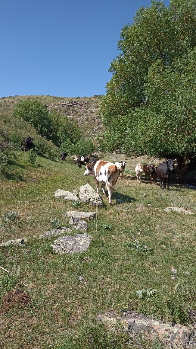 Сиыр сатылады 3 жаста тумаған сиыр семіз