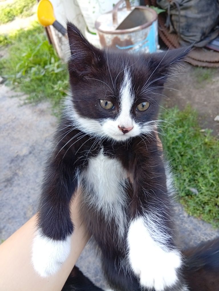 3 котята, двух месяцев. отдадим бесплатно в руки.