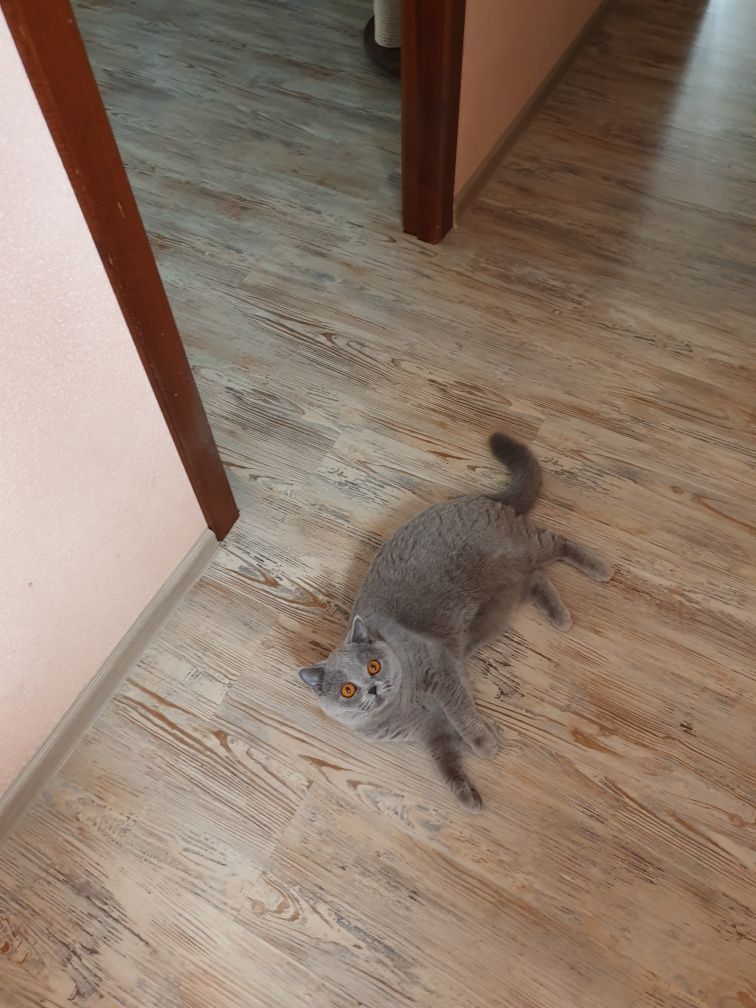 Британская кошка