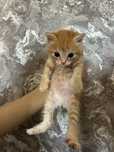Продам котенка мальчмк