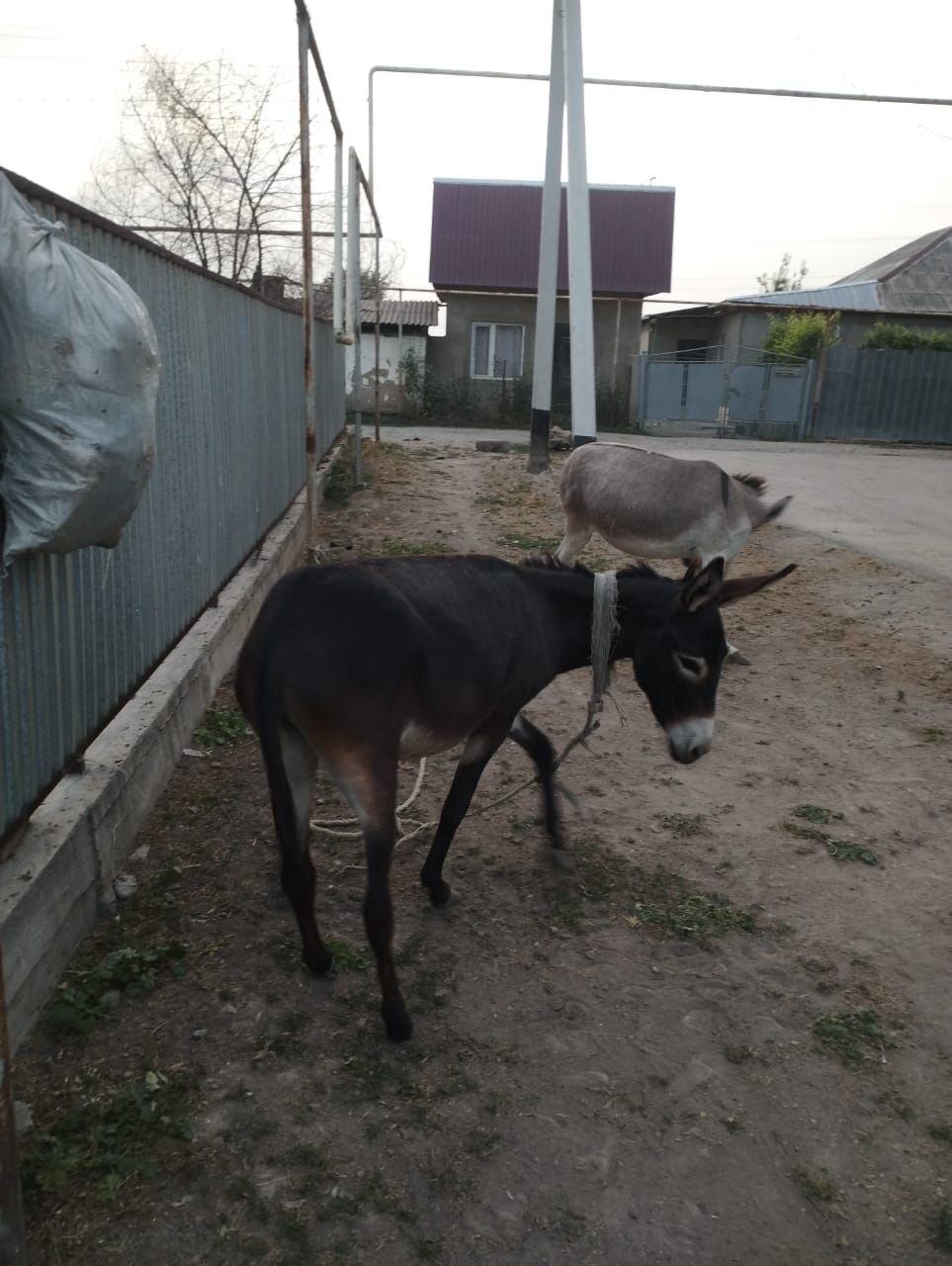 Продам ишаков 2 иашки для хозяйство