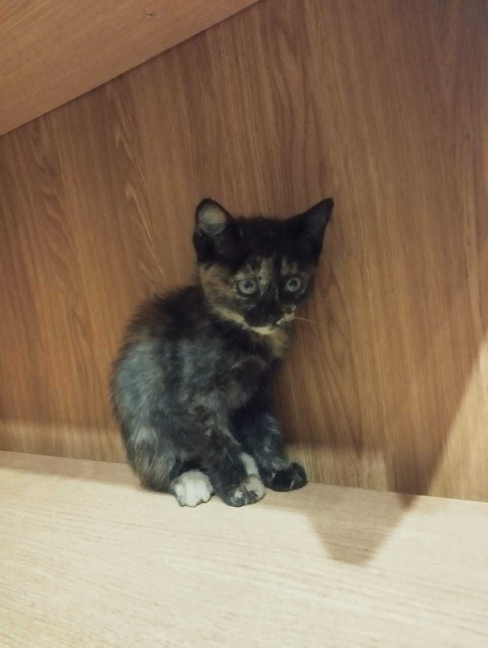 Котёнок в добрые и надёжные руки