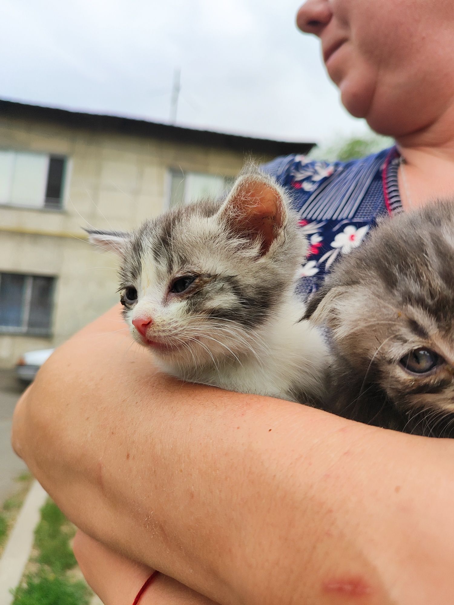 Отдам котиков в добрые ручки