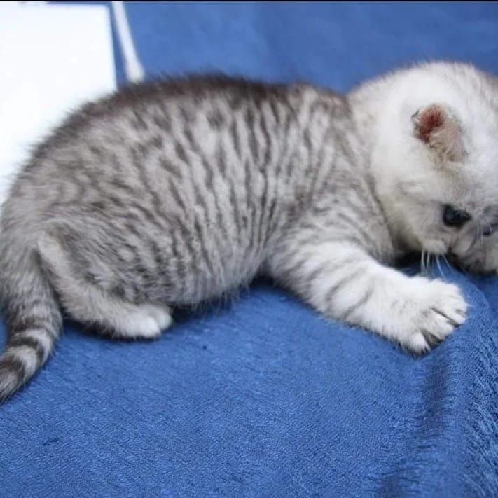 кОтяТа ШотЛанДскиЕ