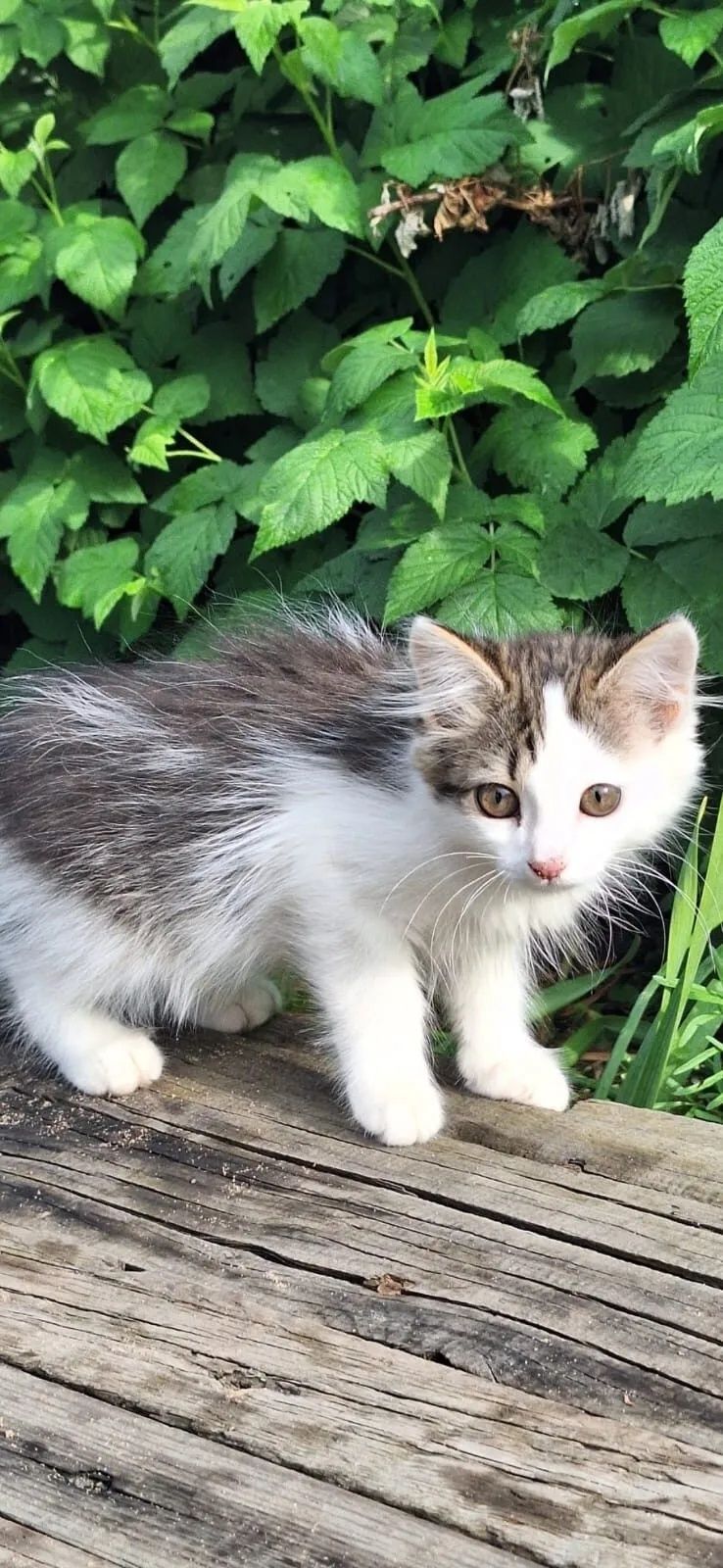 Отдам красивых кошечек