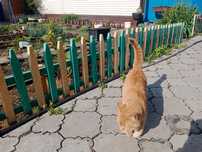 Отдам кота в зорошие руки